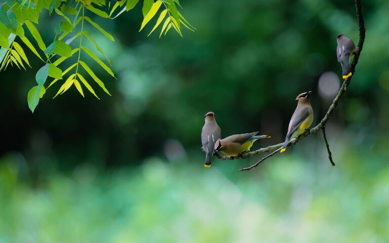 Beginner Tips for Backyard Birdwatching: A Guide to Getting Started
